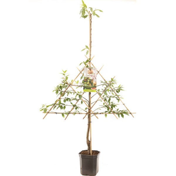 Amandel Robijn - Prunus dulcis Robijn (in pot)