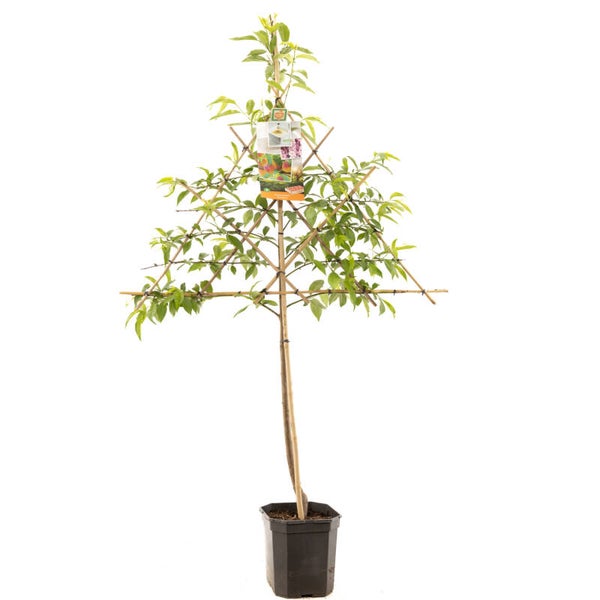 (Perzik) Peregrine- Prunus persica Peregrine (in pot)