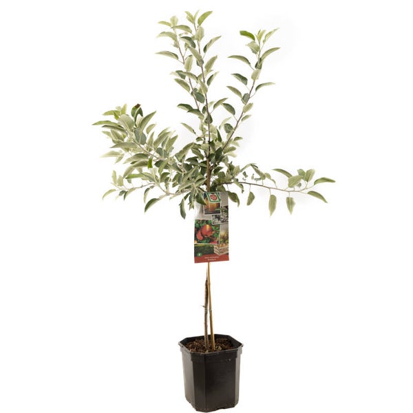 Appel Braeburn -  Malus domestica Braeburn (in pot)