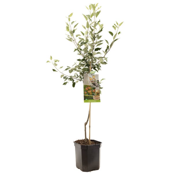 Appel Cox Pepine-Malus domestica Cox's Orange (in pot)