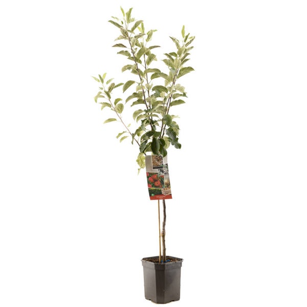 Appel Elstar-Malus domestica Elstar