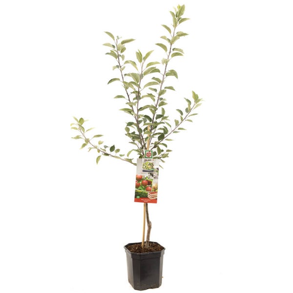Appel -Gloster -Malus domestica Gloster (in pot)
