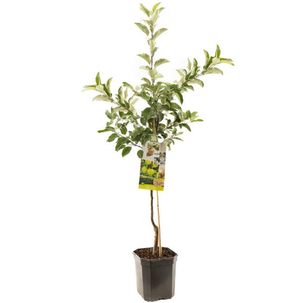 Appel Golden Delicious- Malus domestica Golden Delicious (in pot)