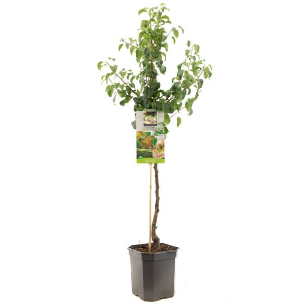 Peer Beurré Hardy - Pyrus communis Beurré Hardy (in pot)