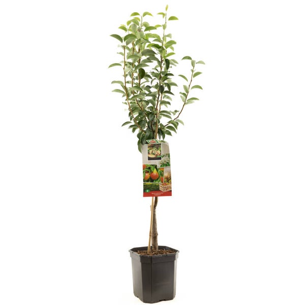 Peer Williams- Pyrus communis Williams ( in pot)