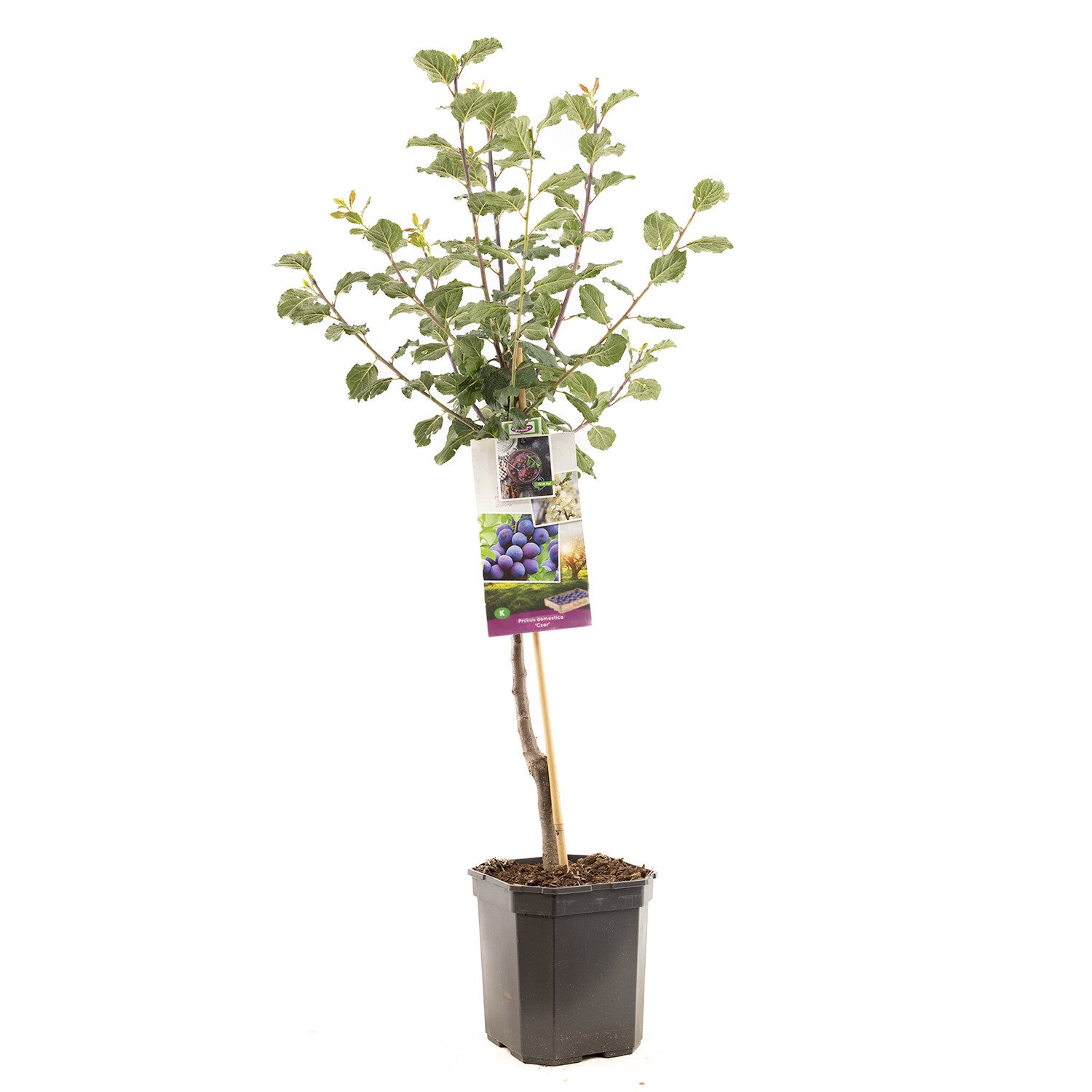 Pruim Czar - Prunus domestica Czar (in pot)