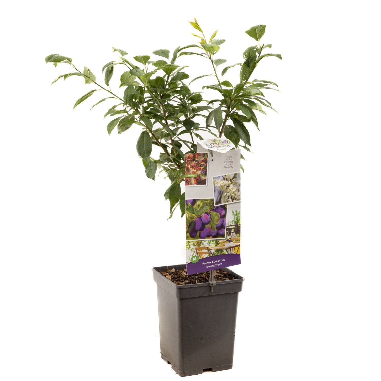 Dwergpruim -Prunus domestica Dwergpruim (in pot)