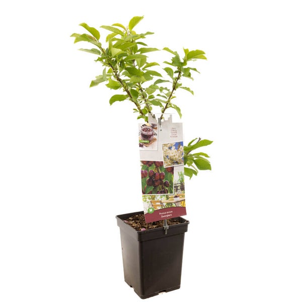 Dwerkers-Prunus avium Dwergkers (in pot)
