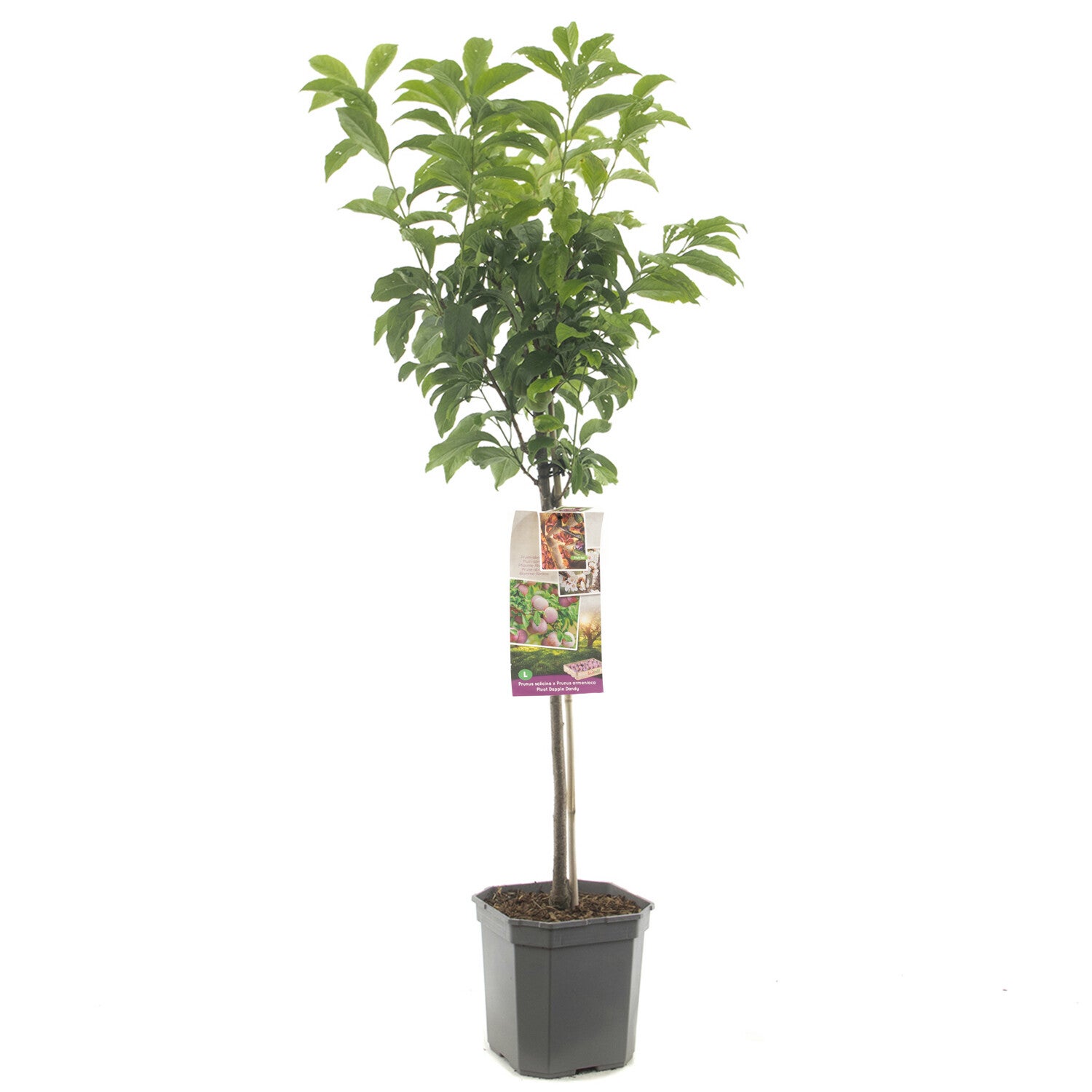 Pruim/Abrikoos-Pluot - Prunus salicina x Prunus armeniaca Pluot Dapple Dandy (in pot)