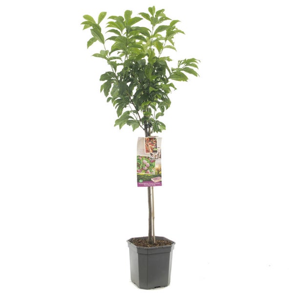 Pruim/Abrikoos-Pluot - Prunus salicina x Prunus armeniaca Pluot Dapple Dandy (in pot)