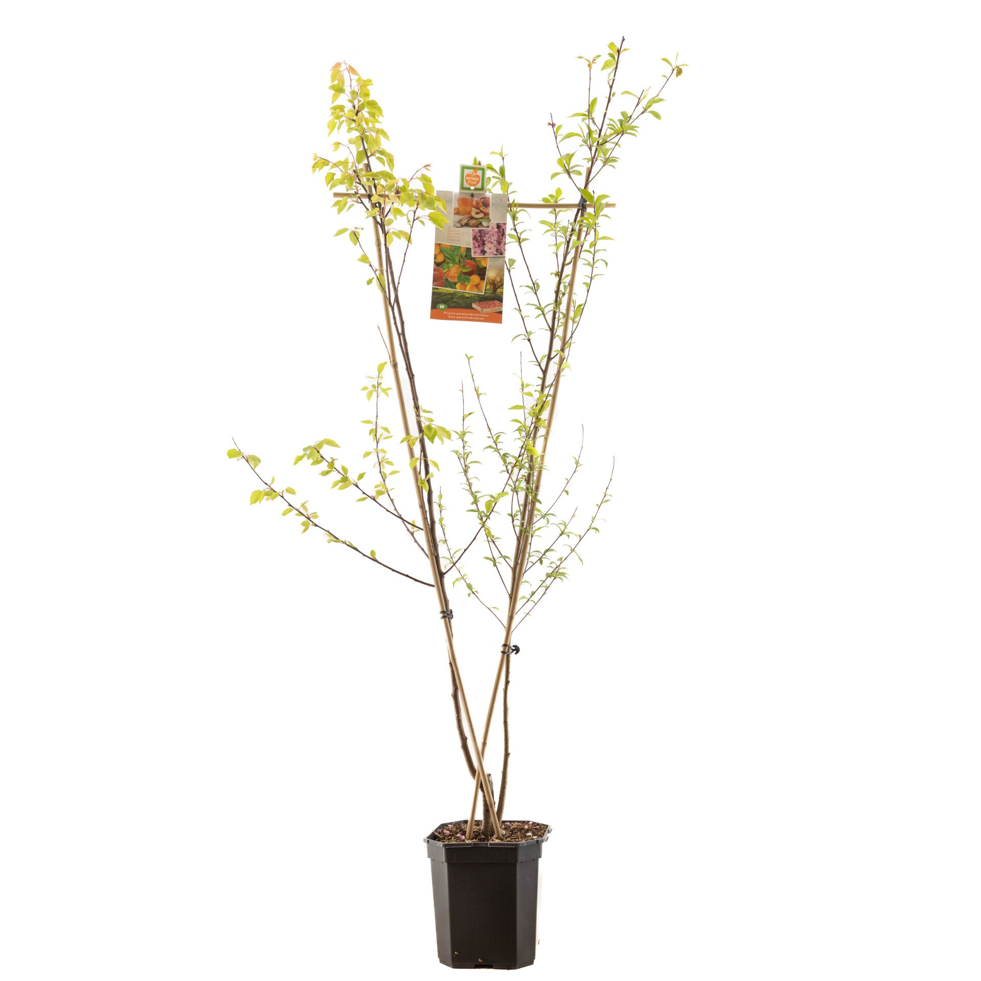 Duo Fruit Abrikoos-Perzik Prunus armeniaca & Prunus persica (in pot)