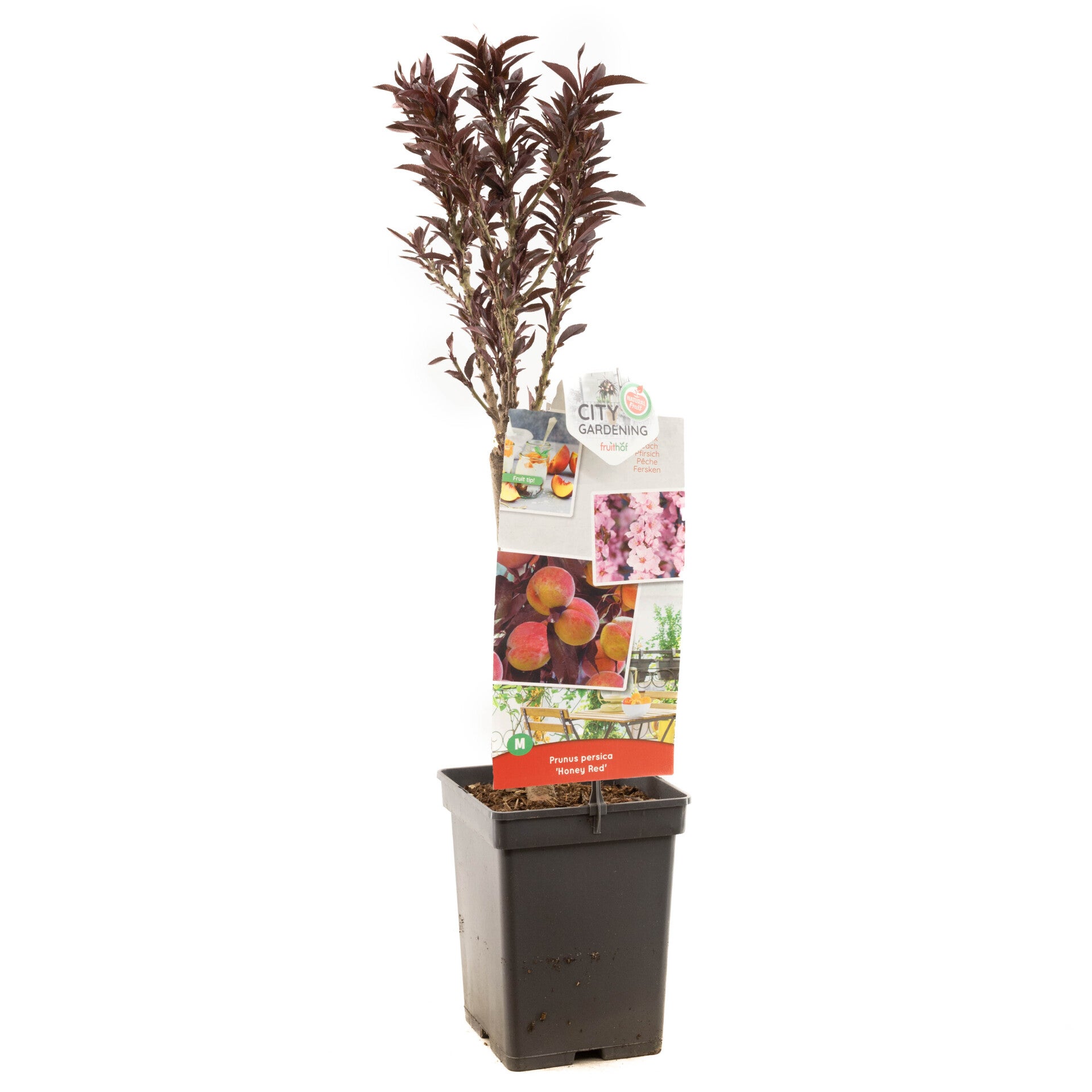 (Perzik) Honey Red - Prunus persica Honey Red (in pot)