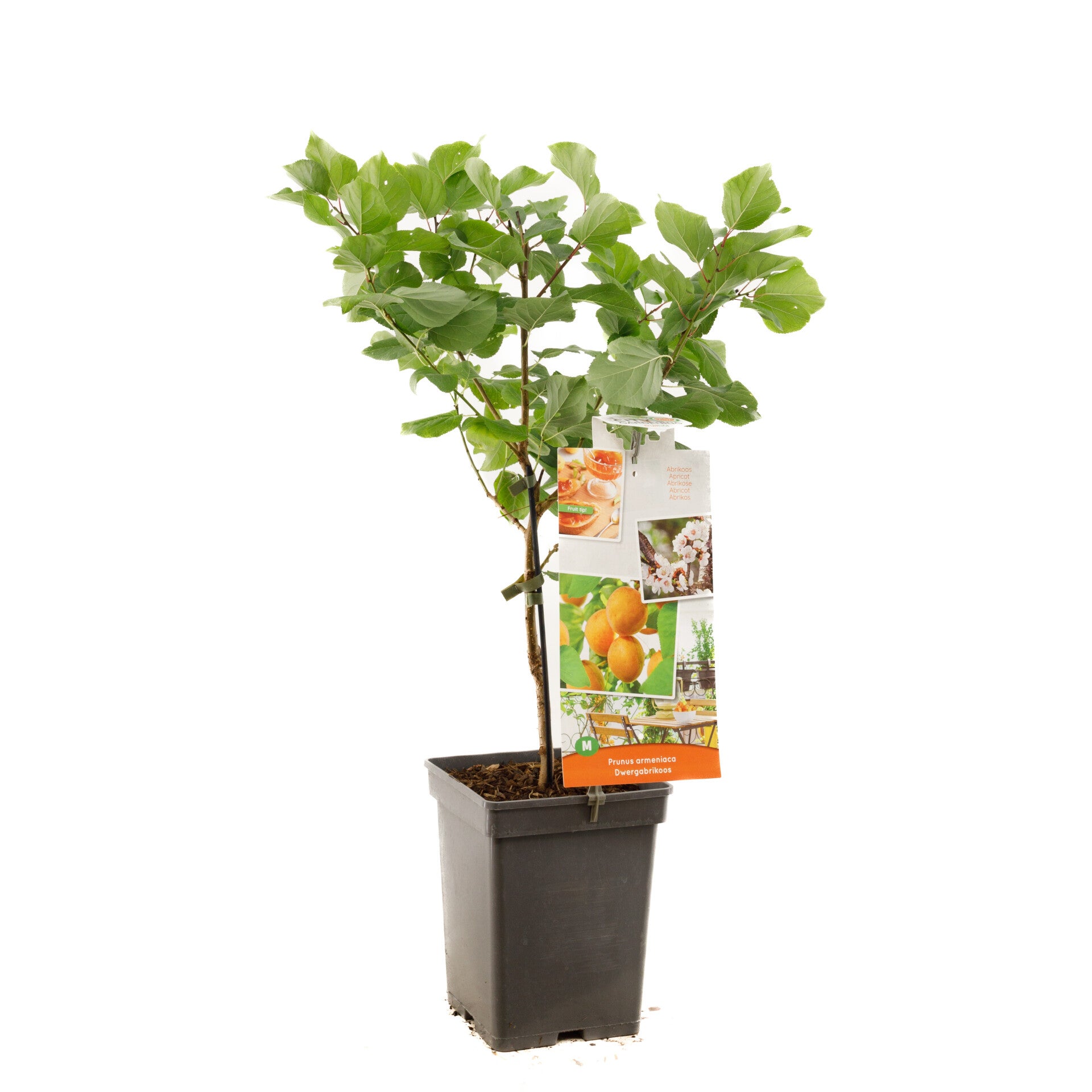 Dwergabrikoos-Prunus armeniaca Dwergabrikoos (in pot)