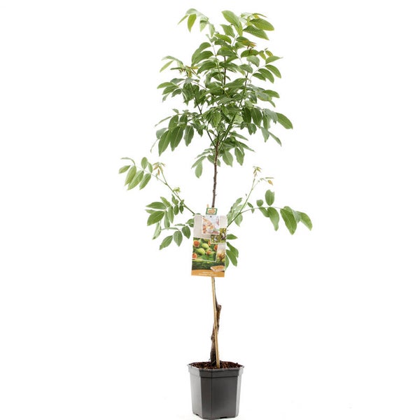 Walnoot Buccaneer -Juglans regia Buccaneer (onveredeld en in pot)