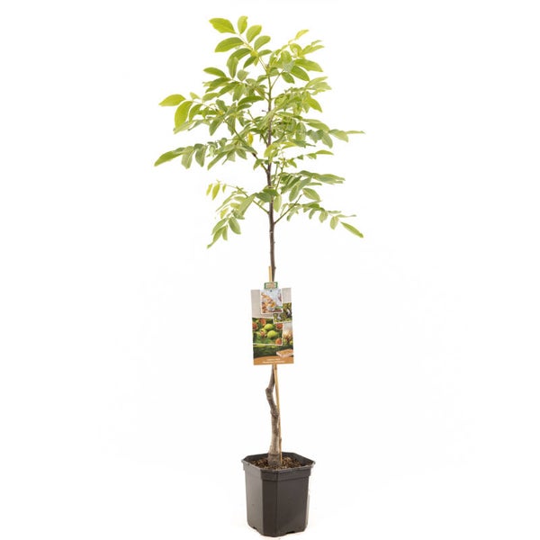 Walnoot Broadview -Juglans regia Broadview (in pot en onveredeld)