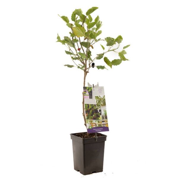 Dwergmoerbei-Mojo Berry Morus rotundiloba Mojo Berry (in pot)