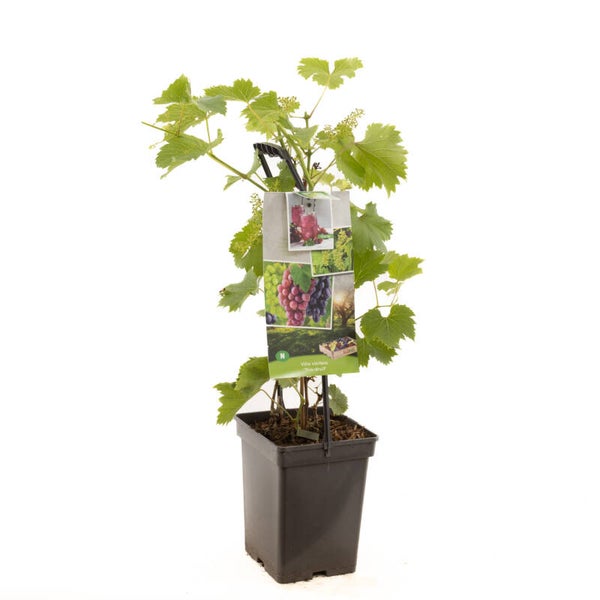 Trio Druivelaar- Vitis vinifera Trio-Druif (in pot)