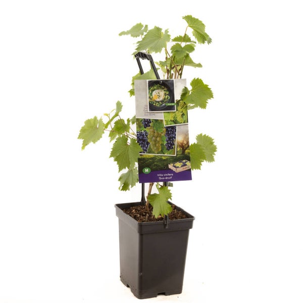 Duo Druif -Vitis vinifera Duo-Druif (in pot)