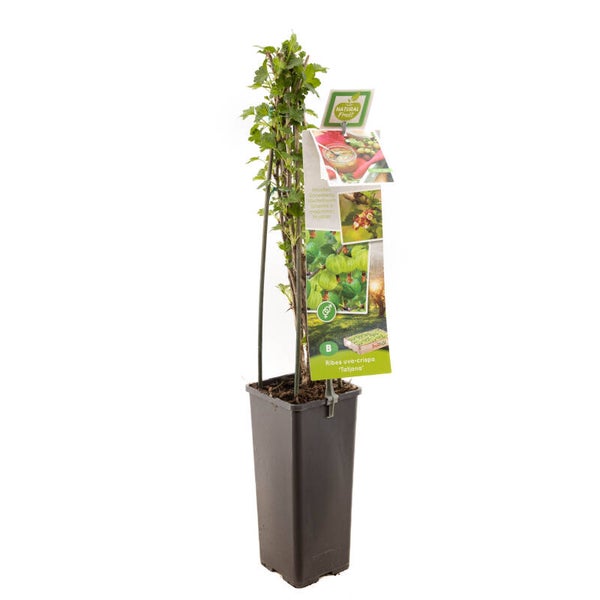 Kruisbes Tatjana - Ribes uva-crispa Tatjana (in pot)