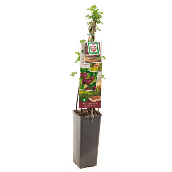 Rode Kruisbes- Captivator Ribes uva-crispa Captivator (in pot)
