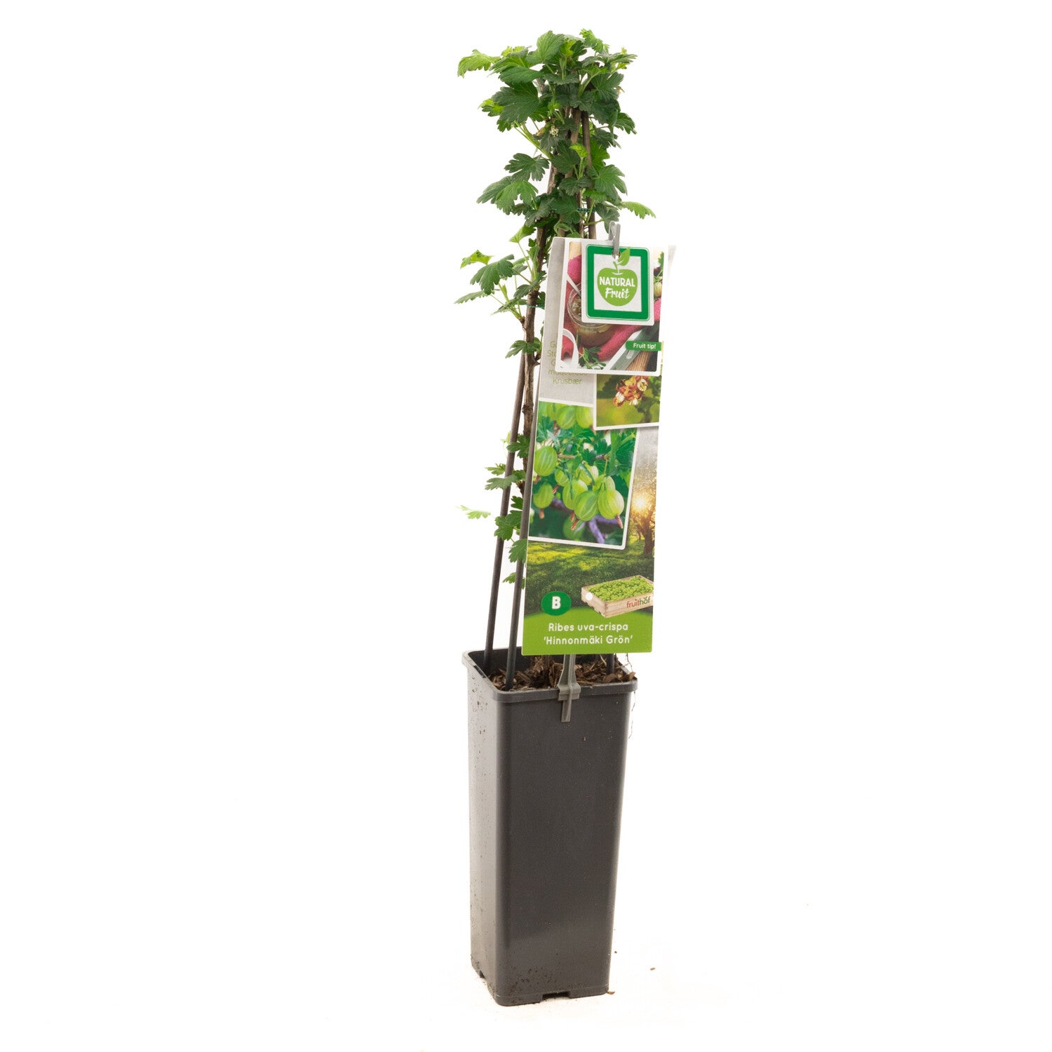 Kruisbes - Hinnonmäki Grön Ribes uva-crispa Hinnonmäki Grön (in pot)