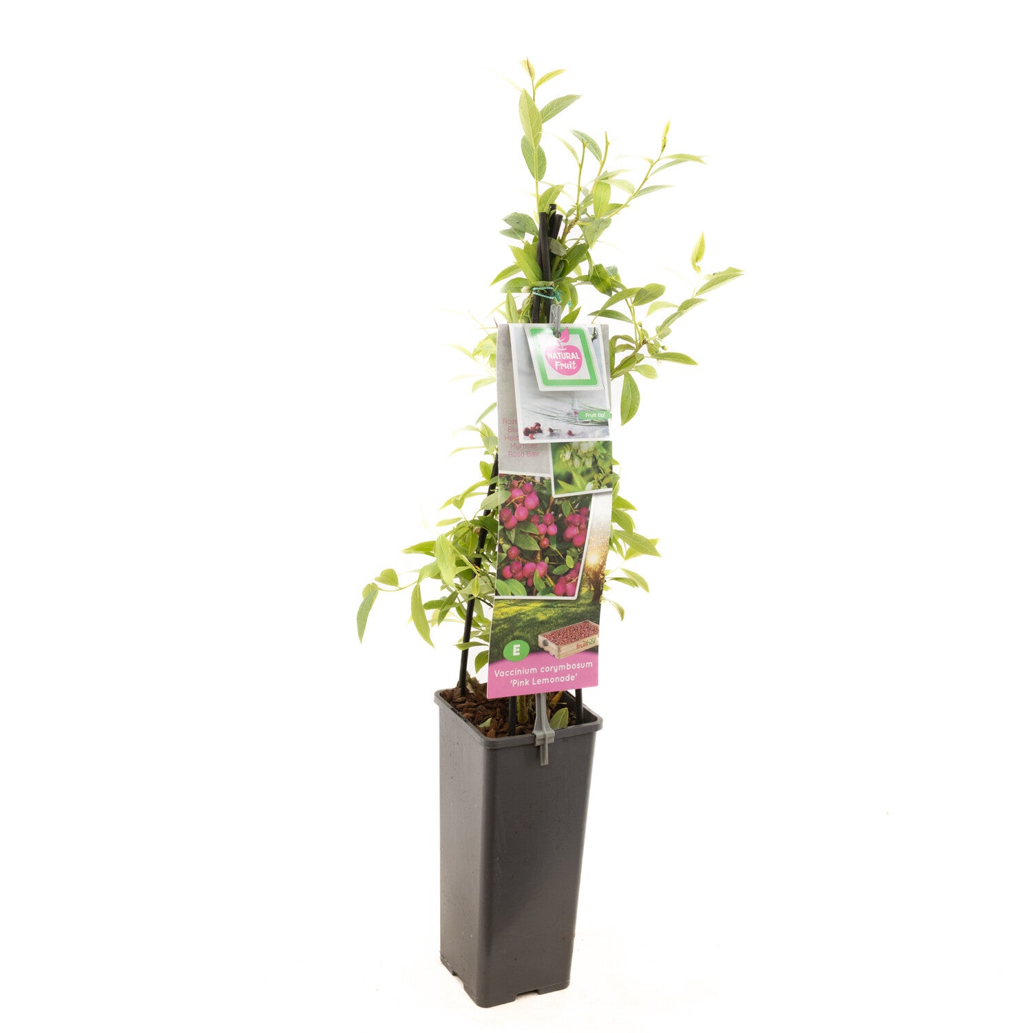 Roze bosbes - Pink Lemonade Vaccinium corymbosum Pink Lemonade (in pot)