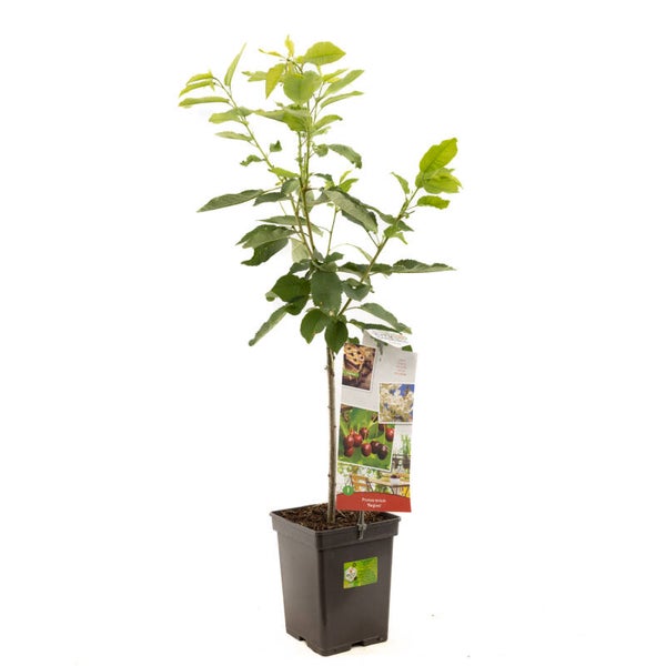 Kers Regina-Prunus avium Regina (in pot)