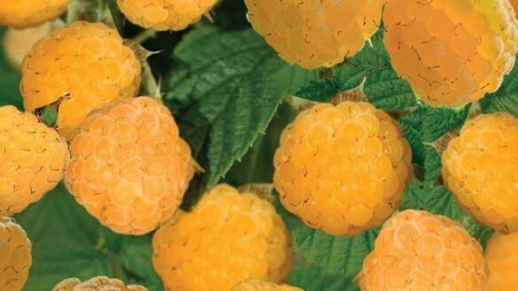 Framboos-Fallgold Rubus idaeus Fallgold (in pot)