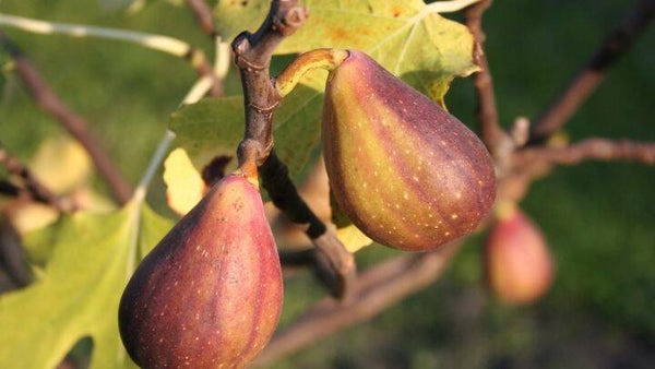 Vijgenboom-Ficus carica Gustis® ‘Twotimer®