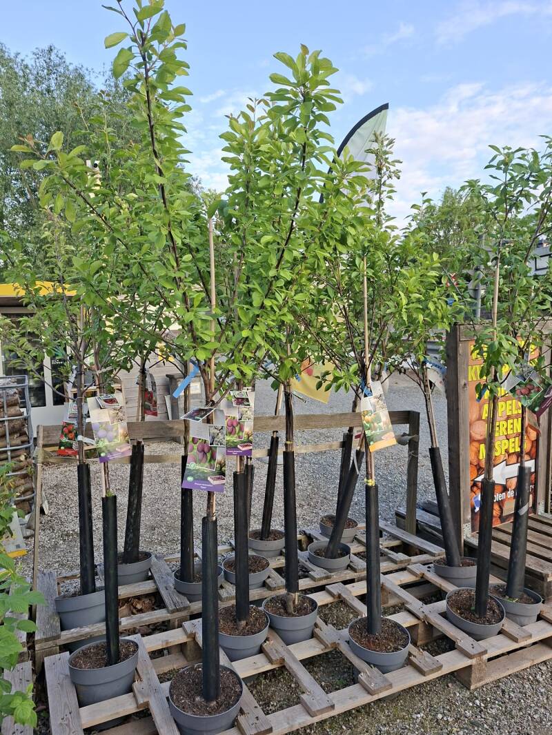 fotot-halfstammen-fruitbomen-standard.jpg
