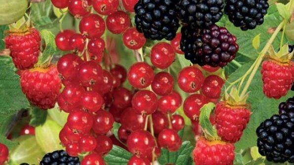 Fruitkwartet Ribes/Rubus Fruitkwartet (in pot)