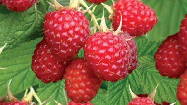 Framboos Glen Ample - Rubus idaeus Glen Ample (in pot)