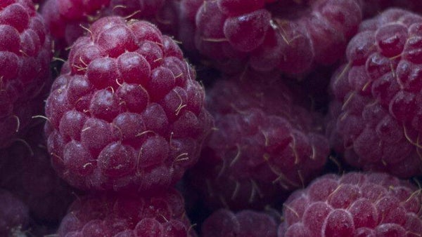 Framboos Glen Coe - Rubus idaeus x occidentalis Glen Coe (in pot)