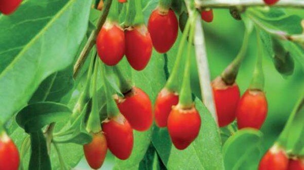 Gojibes Lycium barbarum Gojibes (in pot)