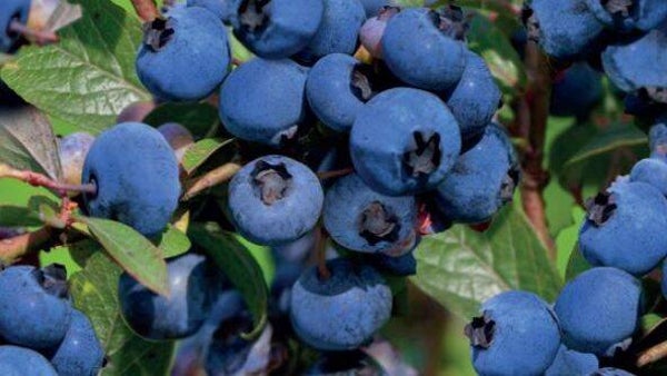 BosbesGoldtraube -  Vaccinium corymbosum Goldtraube