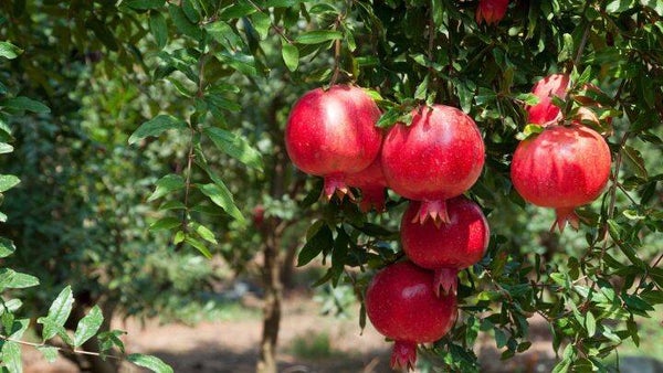 Granaatappel-Punica granatum Fina Tendral