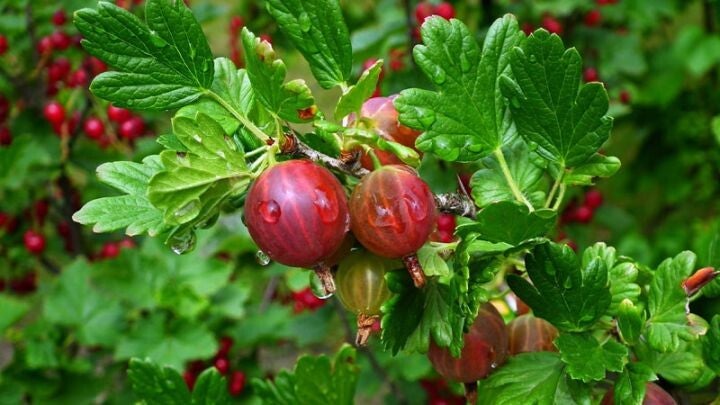 Kruisbes Hinnonmäki Röd - Ribes uva-crispa Hinnonmäki Röd (in pot)