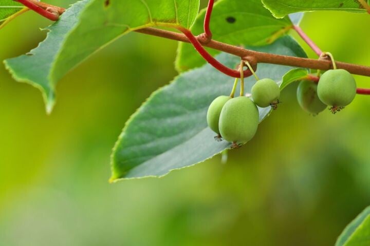 Zelfbestuivende mini-kiwi Issai - Actinidia arguta Issai (in pot)