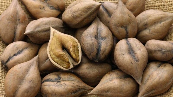 Japanse hartnoot-Juglans ailantifolia Imshu (in pot)