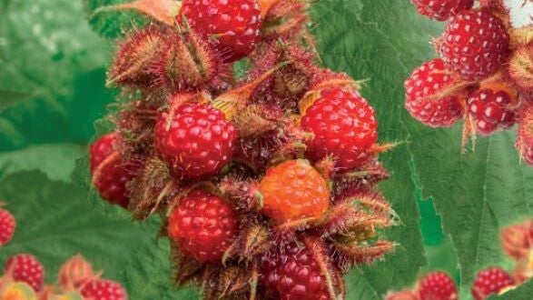 Japanse Wijnbes- Rubus phoenicolasius Japanse Wijnbes (in pot)