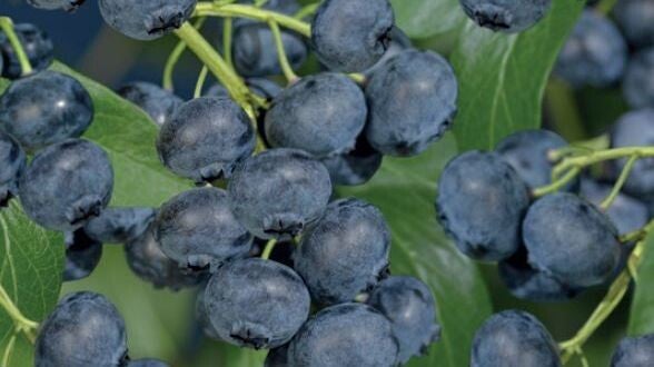 Blauwe bes Jersey - Vaccinium corymbosum Jersey  Blauwe (in pot)