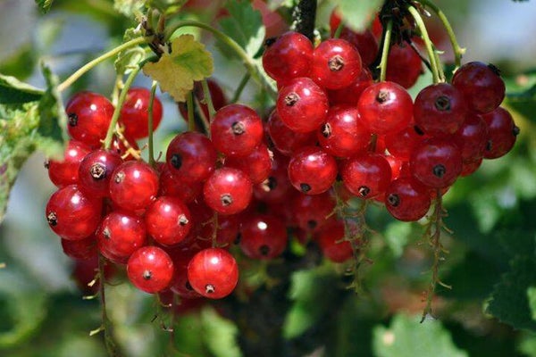 Rode bes- Jonkheer van Tets Ribes rubrum Jonkheer van Tets (in pot)