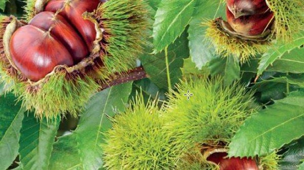 Tamme Kastanje-Castanea sativa Tamme Kastanje (in pot)