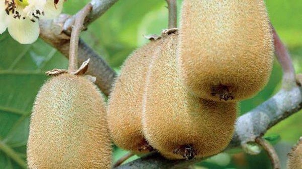 Kiwi Huwelijk Actinidia chinensis Atlas x Hayward (in pot)