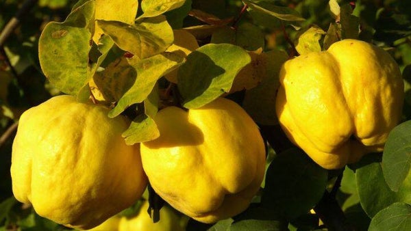 Kweepeer appelvorm -Kweepeer appelvorm Cydonia oblonga Kweepeer appelvorm (in pot)