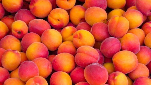 (Nectarine) Madame Blanchet -  Prunus persica nucipersica Madame Blanchet (in pot)