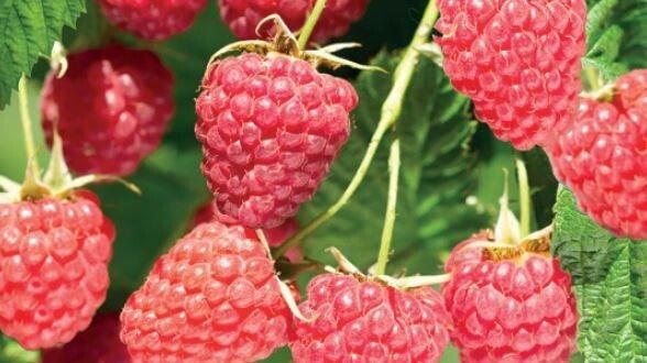 Framboos- Malling Promise Rubus idaeus Malling Promise (in pot)