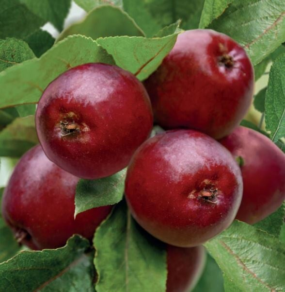 Appel Maypole -Malus domestica Maypole (in pot)