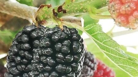 Moerbei Mojo Berry - Morus rotundiloba Mojo Berry (in pot)