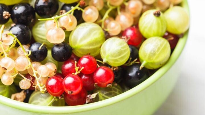 Quatro bes Ribes Quatro-bes (in pot)